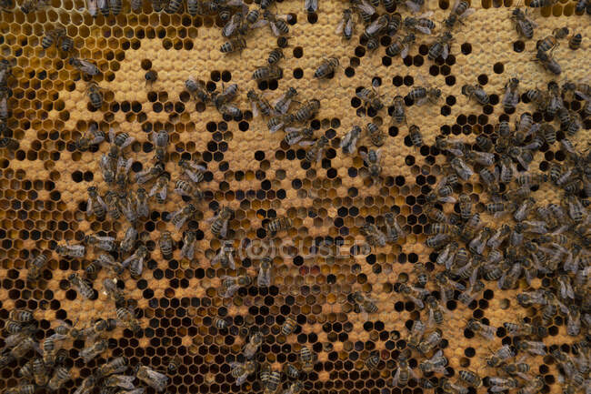 Un primer plano de una colmena de abejas en un panal - foto de stock
