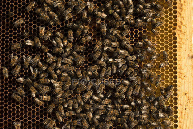 Закрыть на рой пчелы меда на золотой гребневой улей — стоковое фото
