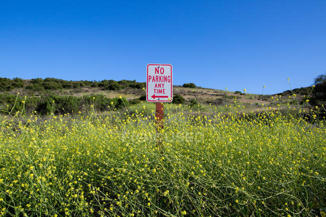 No Parking Any Time sign among blue skies and vibrant mustard flowers — Stock Photo