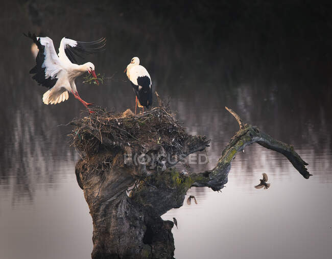 Stork reaching the nest on a tree — Stock Photo