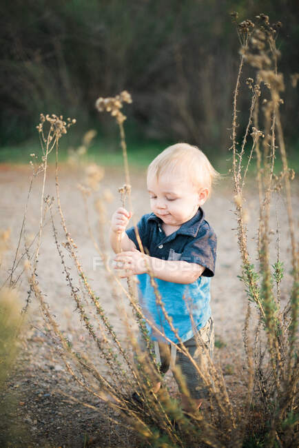 Pequeño niño jugando con flores secas - foto de stock