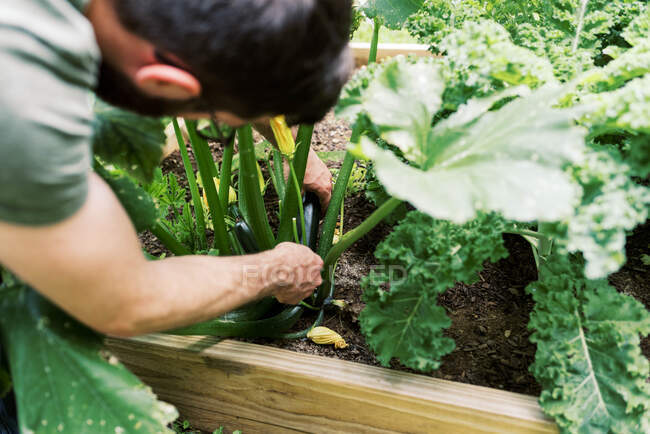 A man harvesting the first zucchini — Stock Photo