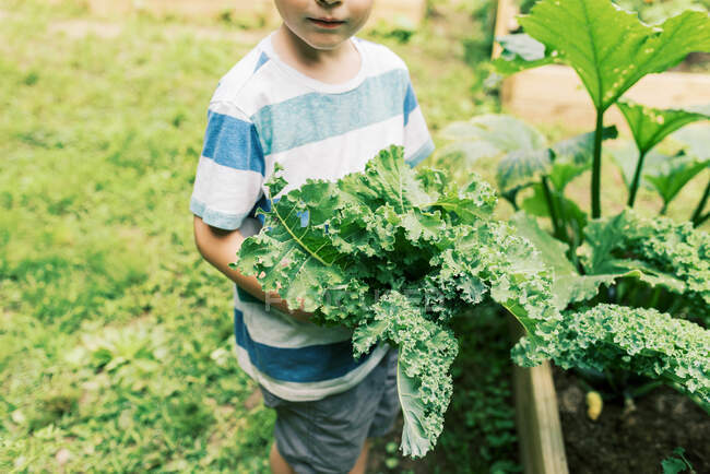 A five year old boy holding a bouquet of fresh picked kale — Stock Photo