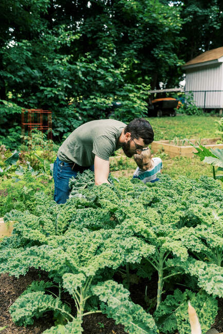 Father and son harvesting kale for dinner — Stock Photo