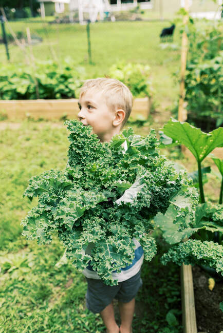 Um menino segurando um buquê de couve em suas mãos na horta — Fotografia de Stock