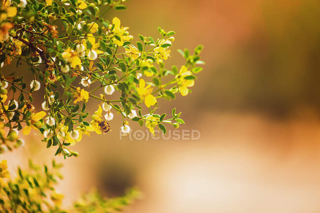 Flor del desierto y una abeja - foto de stock