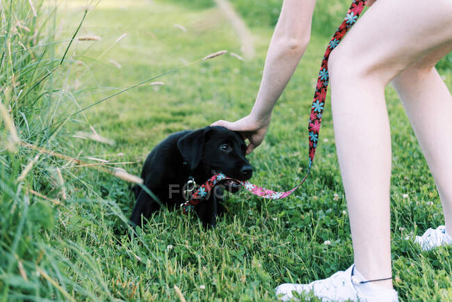 A young black lab chewing on her leash — Stock Photo