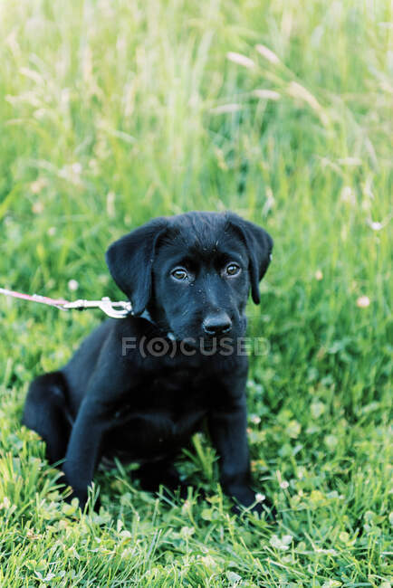 perro negro sentado en pasto verde Stock Photo