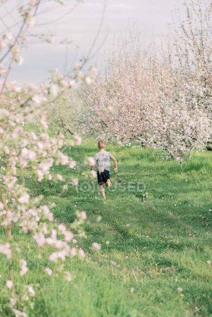 Um menino correndo através de um pomar de maçã florescendo — Fotografia de Stock