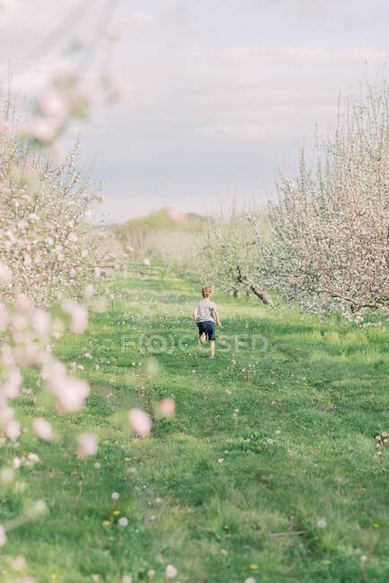 Ein Junge läuft durch einen Obstgarten in voller Blüte — Stockfoto