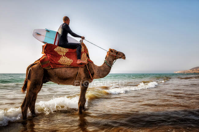 Серфер с доской для серфинга катает верблюда на пляже — стоковое фото
