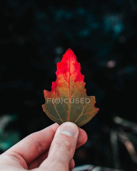 Autumn leaf are shown below and pretty good — Stock Photo