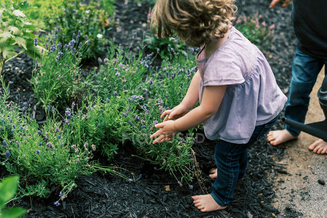 Ein kleines Mädchen, das den Lavendel riecht — Stockfoto