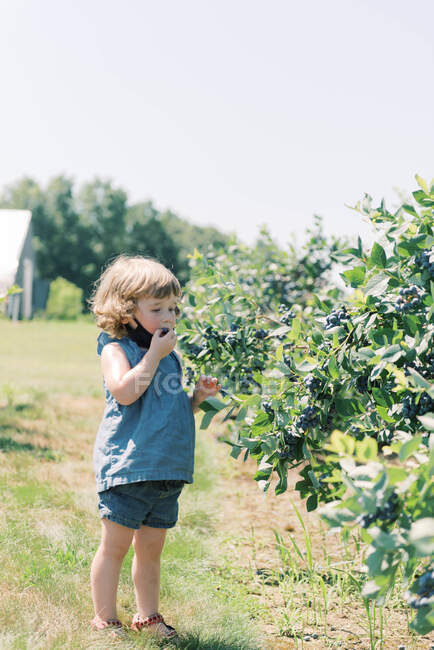 Enfant avec masque baissé pour qu'elle puisse manger des bleuets dans une ferme — Photo de stock