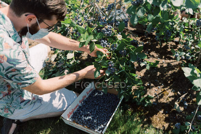 Mann trägt Maske wegen Covid-19 beim Blaubeerpflücken auf einem Bauernhof — Stockfoto