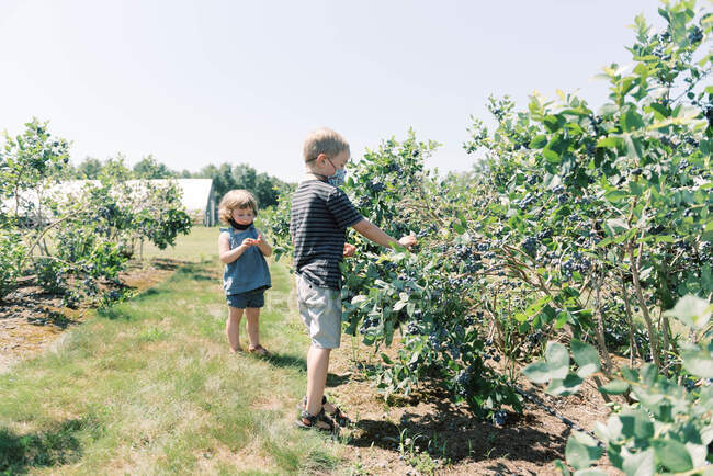 Two kids picking blueberries on a farm with masks on — Stock Photo