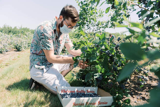 Man wearing a mask due to covid-19 while picking blueberries at a farm — Stock Photo