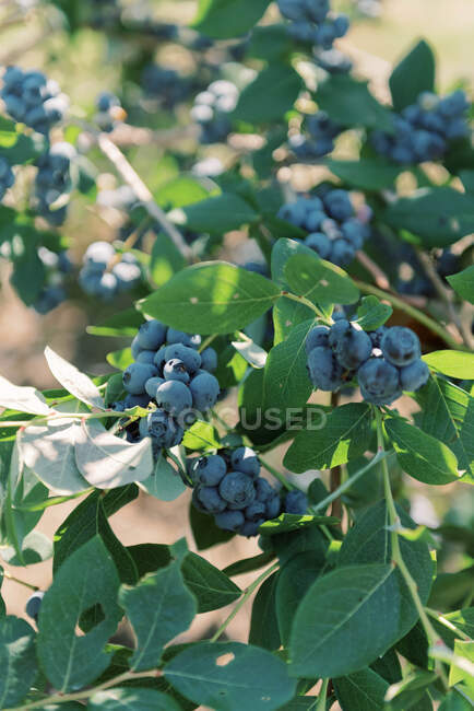 Gros plan de grappes mûres de bleuets sur un buisson — Photo de stock