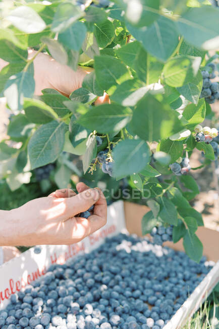 Picking blueberries at a farm — Stock Photo