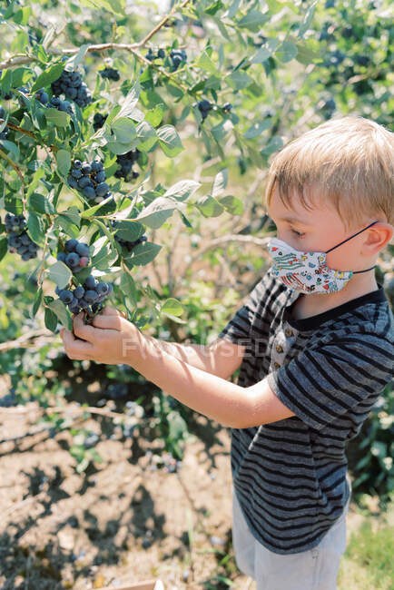 Junge trägt Maske wegen Covid-19 beim Blaubeerpflücken auf einem Bauernhof — Stockfoto