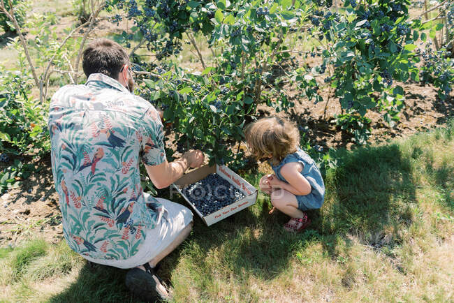 Padre e figlia raccogliere mirtilli con maschere su — Foto stock