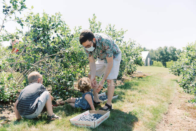 Jovem família colhendo mirtilos em uma fazenda ao sol brilhante — Fotografia de Stock