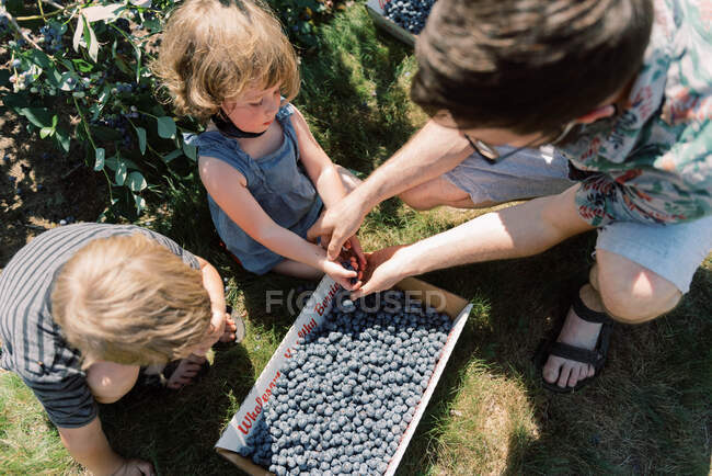 Jovem família colhendo mirtilos em uma fazenda ao sol brilhante — Fotografia de Stock