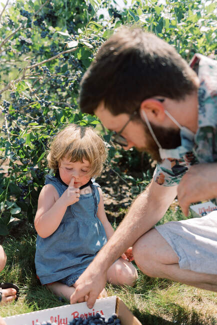 Jeune famille cueillette des bleuets dans une ferme au soleil éclatant — Photo de stock
