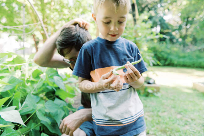 Father and son picking green beans together from the vegetable garden — Stock Photo