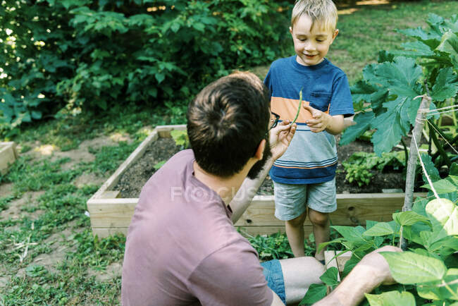 Father and son picking green beans together from the vegetable garden — Stock Photo