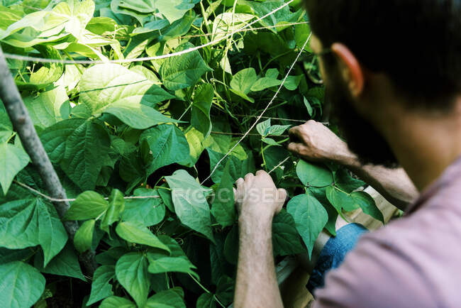 Picking green beans from the vegetable garden — Stock Photo