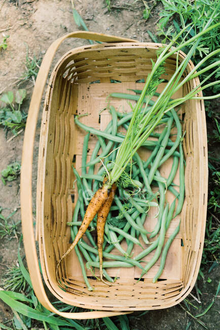 Recoger judías verdes y zanahorias del huerto - foto de stock