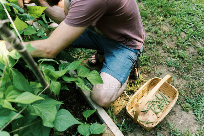 Cueillette de haricots verts dans le potager — Photo de stock