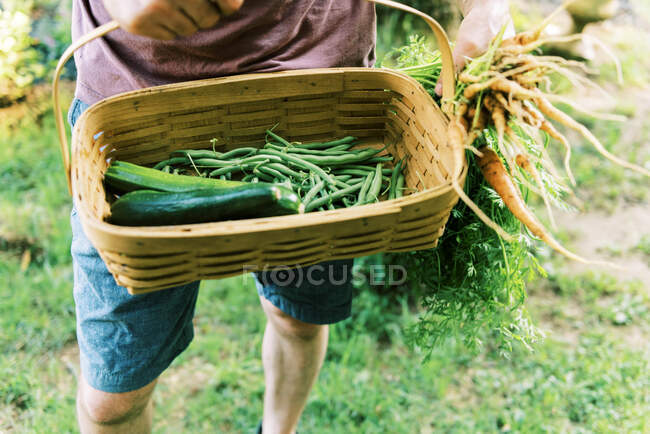 Eine Tagesernte aus dem Gemüsegarten im Hinterhof — Stockfoto