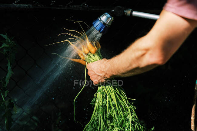 Um pai enxaguando as primeiras cenouras de teste do jardim — Fotografia de Stock