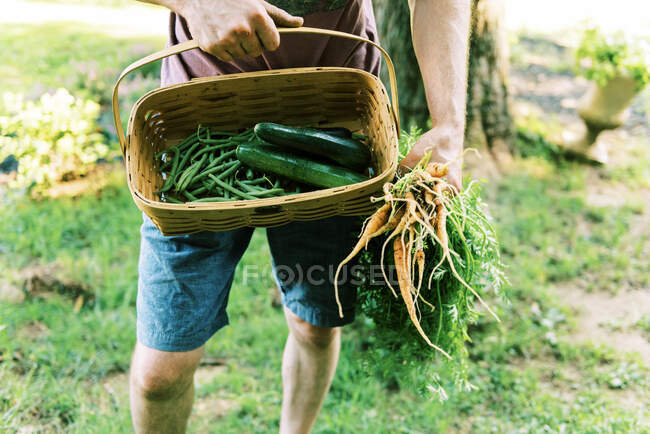 A day's harvest from the backyard vegetable garden — Stock Photo