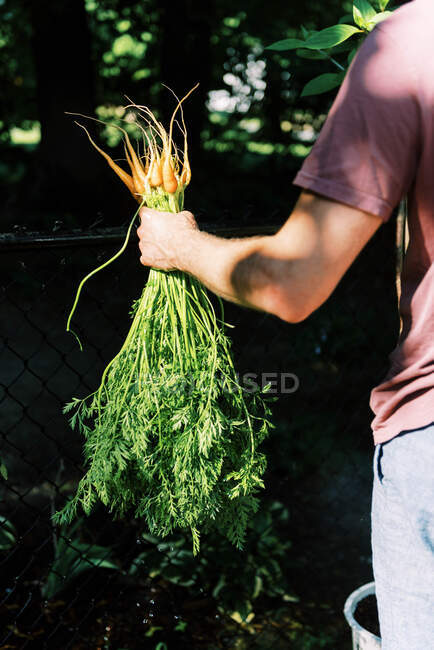 A father rinsing off the first test carrots from the garden — Stock Photo