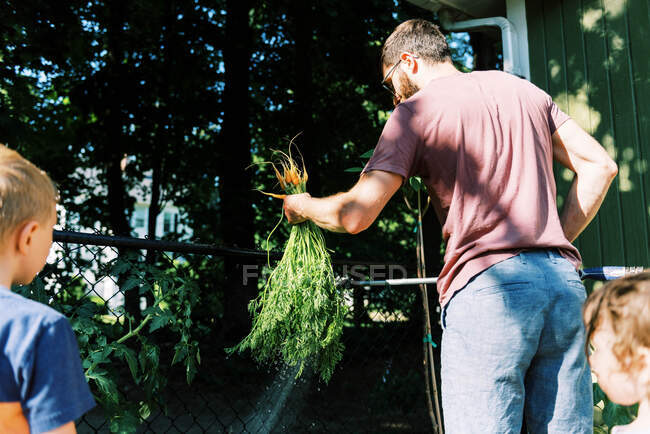 Un padre enjuagando las primeras zanahorias de prueba del jardín - foto de stock