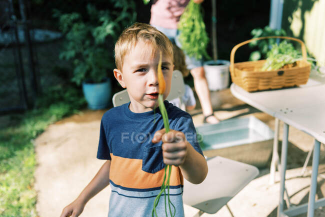 Um menino comendo cenouras recém-colhidas do jardim — Fotografia de Stock