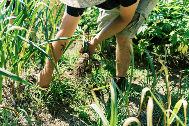 Close up of a man pulling his garlic from the ground — Stock Photo