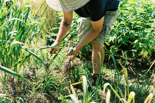 Close up of a man pulling his garlic from the ground — Stock Photo