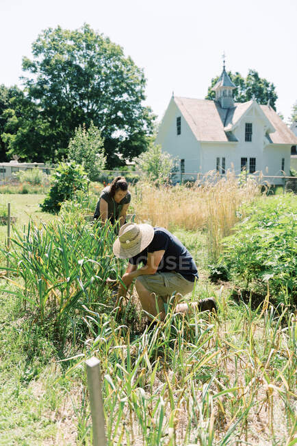 Una coppia che raccoglie l'aglio insieme nel loro orto — Foto stock