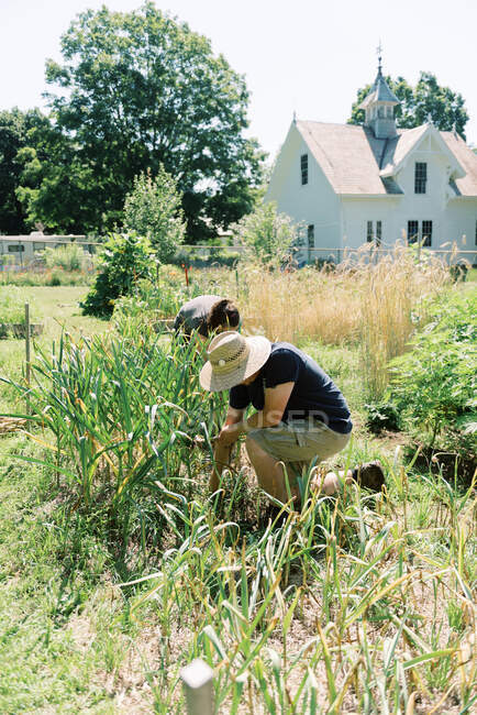 Um casal colhendo seu alho juntos em sua horta — Fotografia de Stock