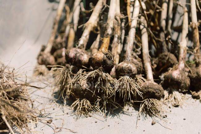 Raw fresh garlic in soil. harvesting and organic food — Stock Photo