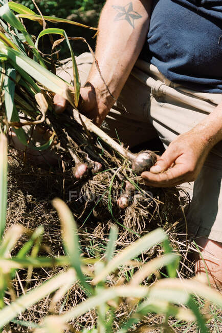 Großaufnahme eines Mannes, der seine frische Knoblauchernte im Garten hält — Stockfoto