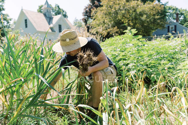 Чоловік збирає часник у своєму овочевому саду — стокове фото