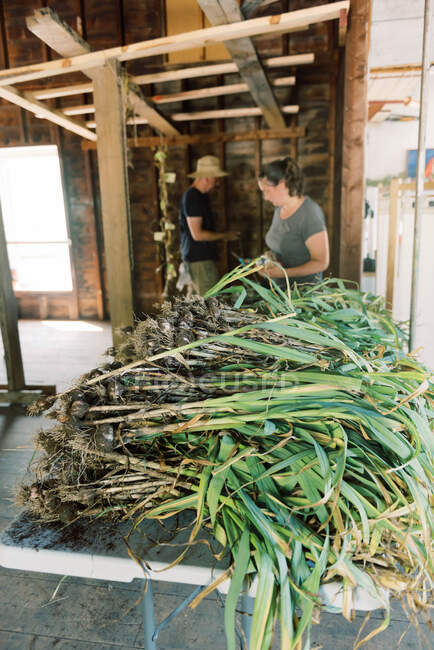 A couple processing their garlic harvest and getting ready to dry it — Stock Photo