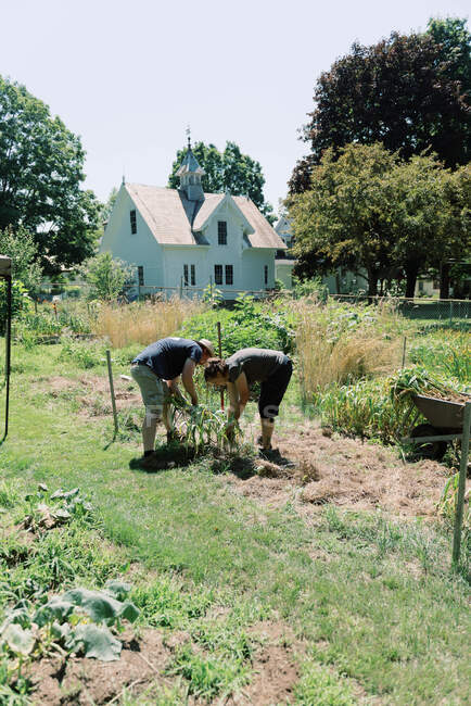 Пара собирает свой чеснок вместе в их огороде — стоковое фото