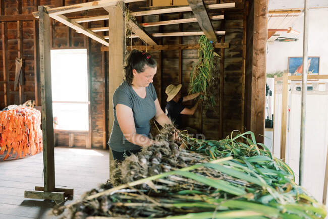Пара обрабатывает свой урожай чеснока и готовится его высушить — стоковое фото