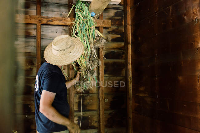 Un hombre procesando su cosecha de ajo y preparándose para secarla - foto de stock